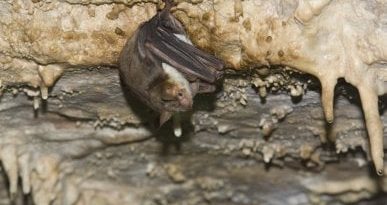 L’eccezionale mimetismo del pipistrello che si finge calabrone per sfuggire ai gufi