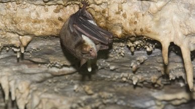 L’eccezionale mimetismo del pipistrello che si finge calabrone per sfuggire ai gufi