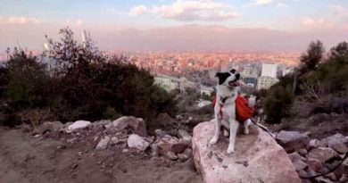 Sam, il cane supereroe che tiene pulito dai rifiuti il parco di Santiago