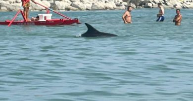 Pesaro, bagno in mare col delfino: poi viene liberato