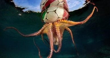 Il polpo col pallone e la medusa con la cannuccia: l’inquinamento marino in mostra a Procida