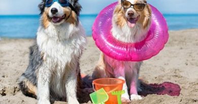 In spiaggia con il cane: il decalogo delle vacanze   