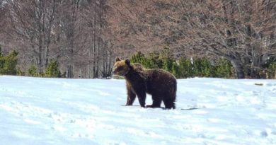 Juan Carrito, l’orso più famoso d’Abruzzo e l’incursione a Pizzoferrato