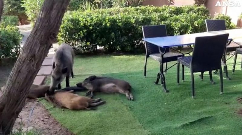 Sardegna, una famiglia di cinghiali “si rilassa” nel giardino di una casa a Costa Paradiso – Video