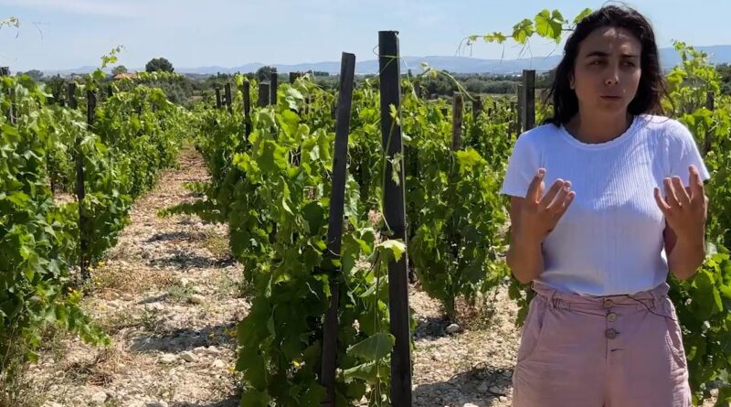 Arianna Occhipinti: “Con la viticoltura salviamo il territorio”