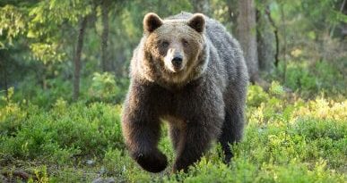 Trentino, corridore morto: ipotesi trasferimento in massa degli orsi. Deciso l’abbattimento di altri tre esemplari