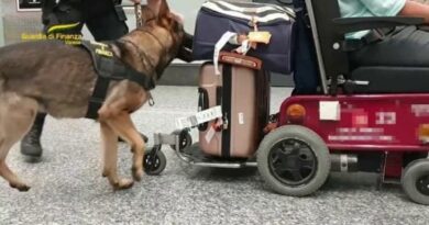 Malpensa, il cane antidroga scopre otto chili di cocaina nascosti nella sedia a rotelle | L’articolo Arrestato un cittadino Usa