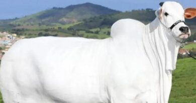 La mucca Nelore è l’animale più costoso del mondo: venduta all’asta per metà (viva) per milioni di dollari