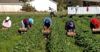 Migranti e decreto flussi: ecco come nascono irregolarità e truffe