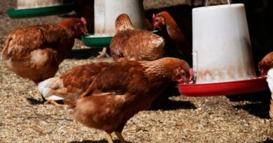 Morto il primo caso umano confermato di influenza aviaria H5N2