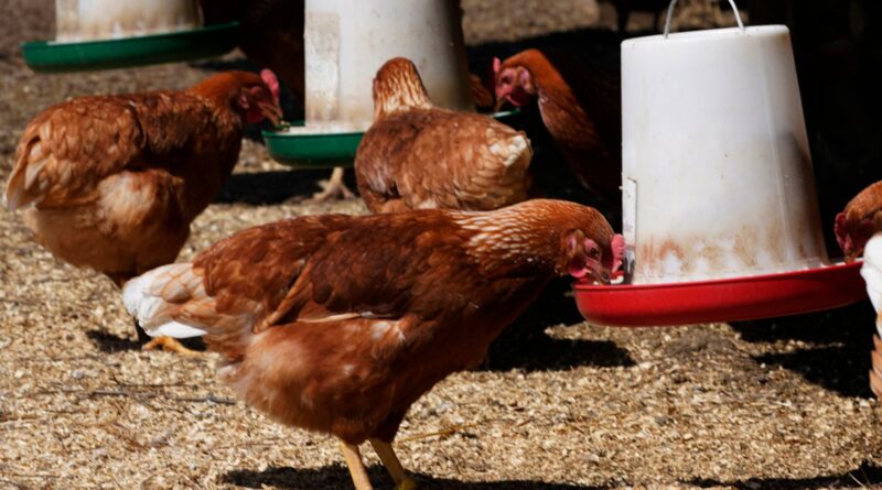 Morto il primo caso umano confermato di influenza aviaria H5N2