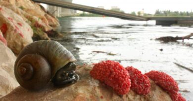 Ecco perché le uova rosa della lumaca mela spaventano gli agricoltori