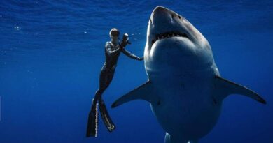 Ocean Ramsey, la sirena che incanta gli squali bianchi