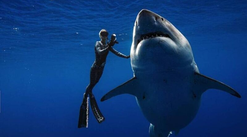 Ocean Ramsey, la sirena che incanta gli squali bianchi