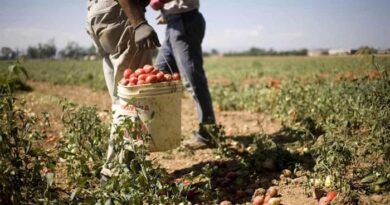 Braccianti ridotti in schiavitù, maxi sequestro a due caporali