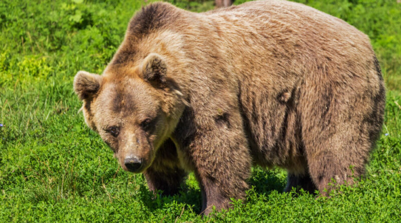 Turista aggredito da un orso a Dro, in Trentino: ricoverato con ferite a braccia e gambe