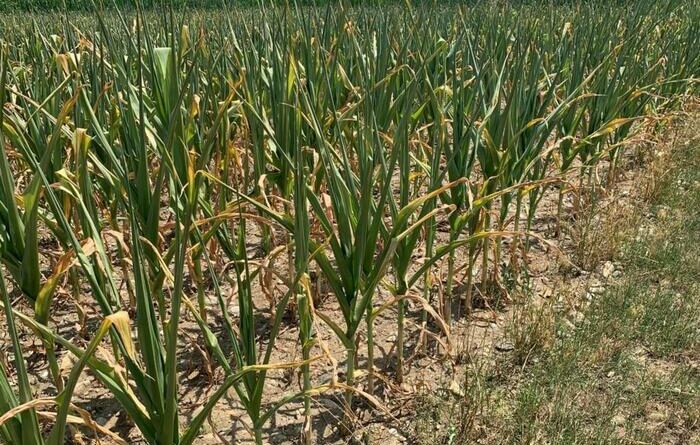 Allarme dell’Anbi: ‘Fra 3 settimane niente acqua per i campi al Centrosud’