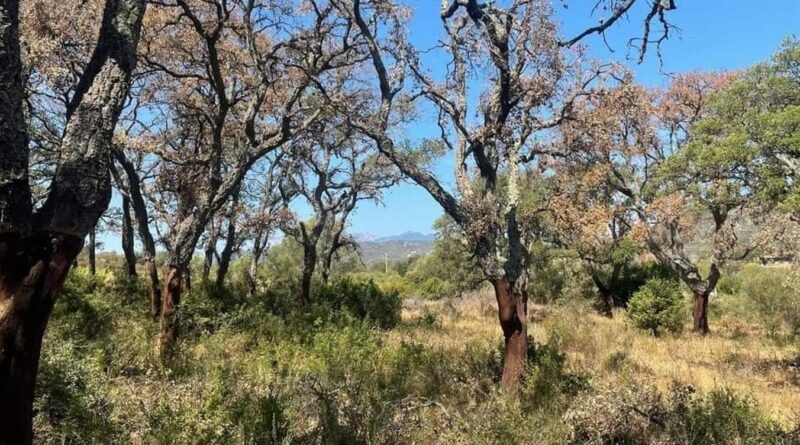 Sardegna: siccità, incendi e parassiti distruggono boschi e sugherete