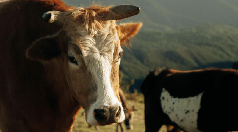 Incornato da un toro imbizzarrito, muore anziano di 88 anni nel Bellunese. Indagato il proprietario dell’animale