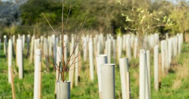 Atlante delle foreste, nel 2023 nuovi alberi in calo del 10%