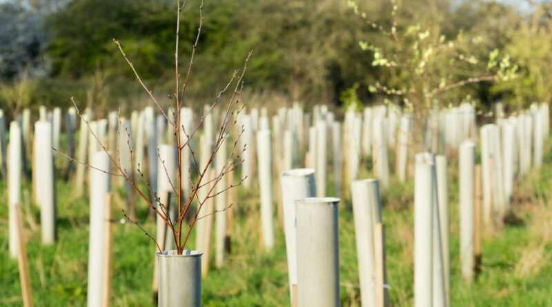 Atlante delle foreste, nel 2023 nuovi alberi in calo del 10%