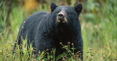 Cacciatore muore dopo che un orso colpito da un albero gli cade addosso