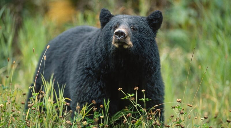 Cacciatore muore dopo che un orso colpito da un albero gli cade addosso