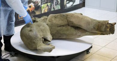 I resti di un cucciolo di mammut “straordinariamente ben conservato” svelati dagli scienziati