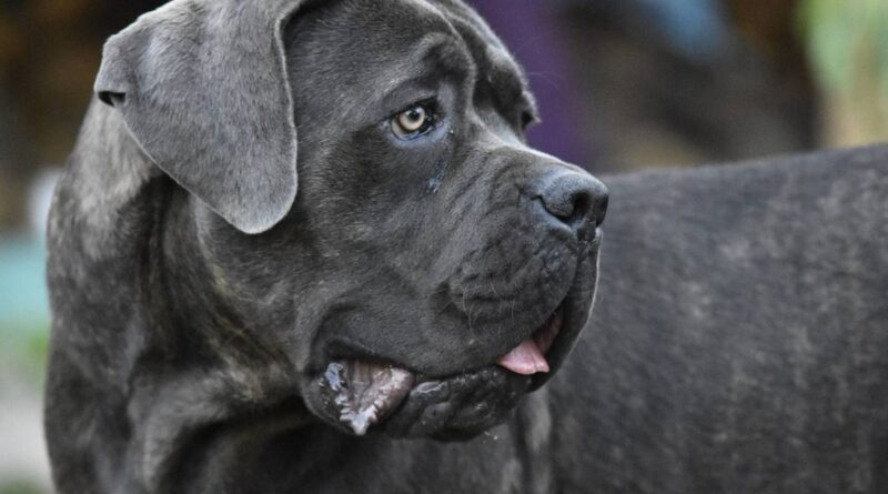 Sbranato a 11 mesi da un mastino: l’orrore in Spagna che ricorda la storia di Giulia