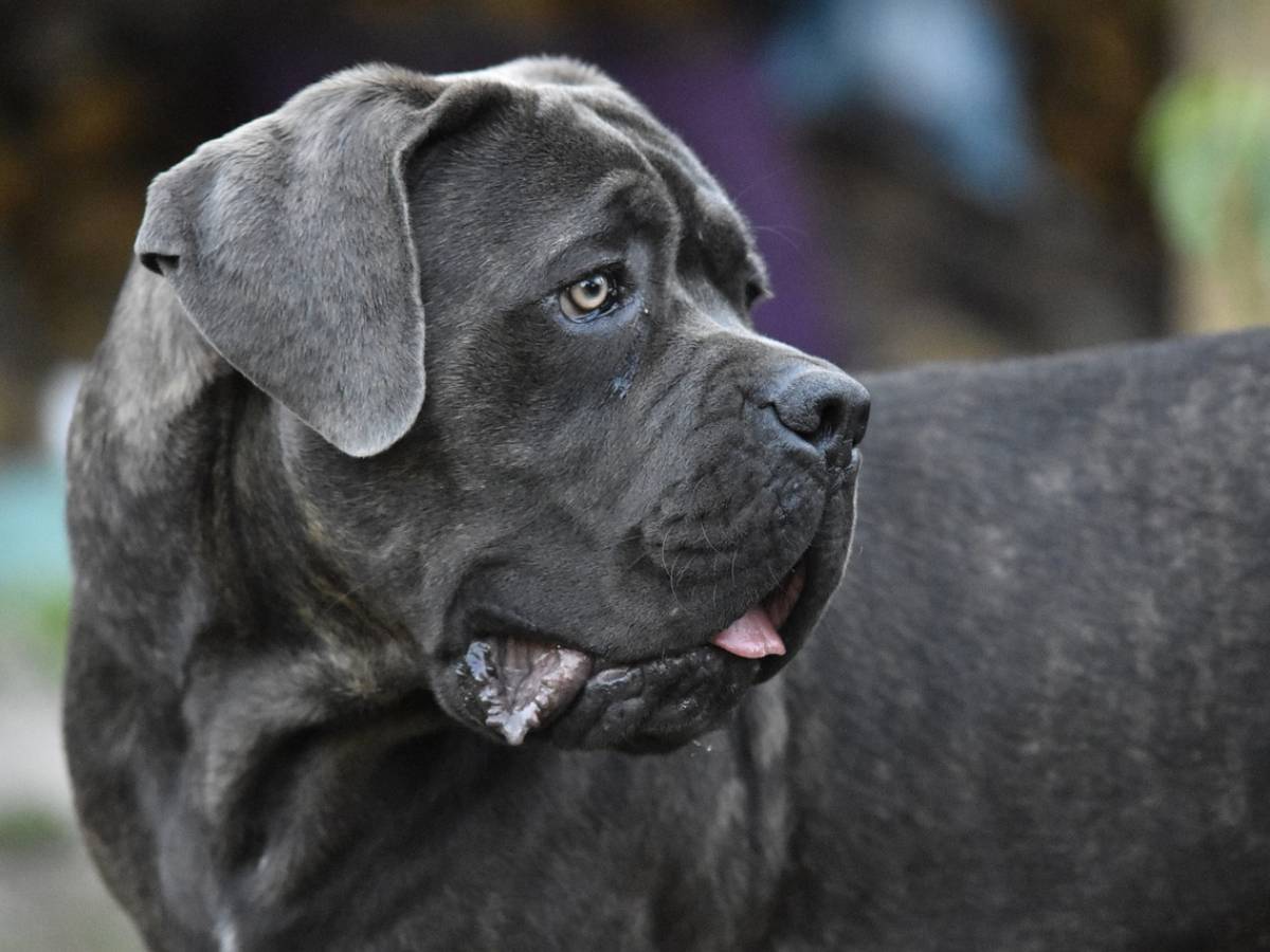 Sbranato a 11 mesi da un mastino: l’orrore in Spagna che ricorda la storia di Giulia