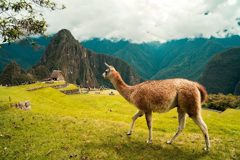 Immagine di un animale che sputa